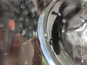 下水道里跑出来的形似蝾螈的东西