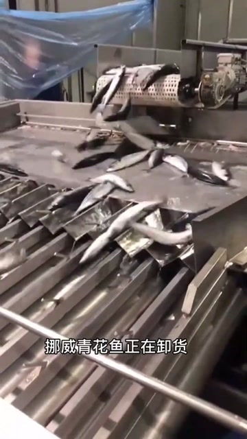 挪威青花鱼 从远洋渔轮到餐桌的鲜美之旅